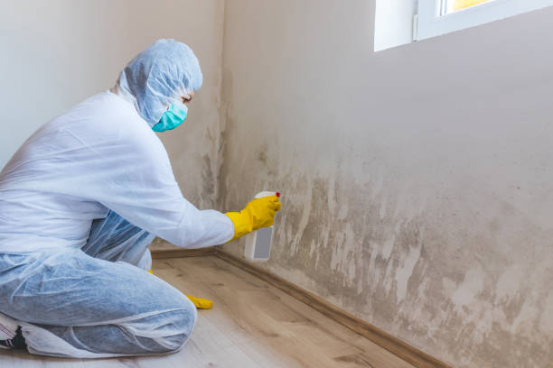 Professional mold removal team in Eagle